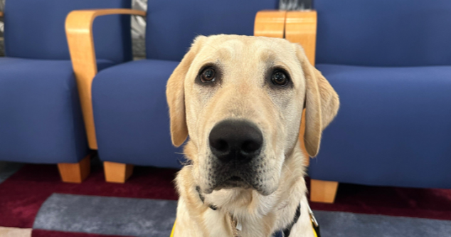 aikman-canine-companion.png