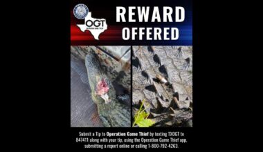 $1,000 reward offered for Fort Worth alligator shooters