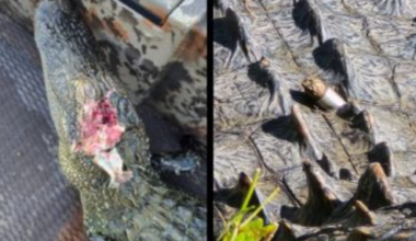State offers reward after two alligators killed, one injured at Fort Worth Nature Center