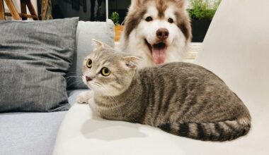 Clear The Shelters Event At Lubbock Animal Services August 22