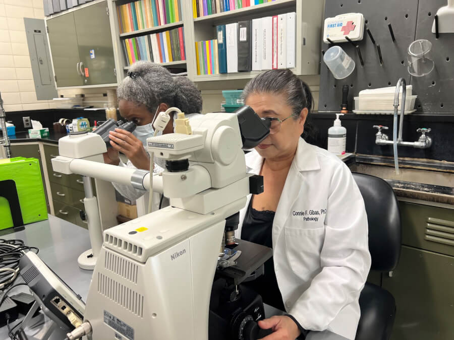 As Candida auris spreads, UT Health San Antonio scientist highlights growing threat of antifungal resistance