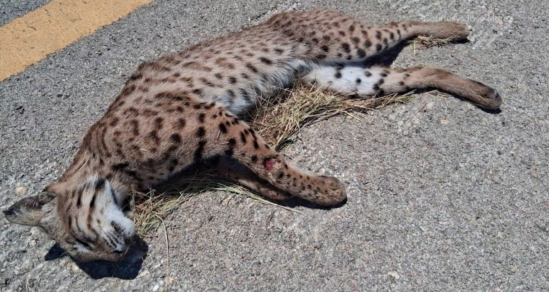Bobcats in Bexar County — What to know if you see one