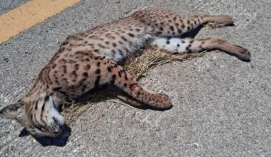 Bobcats in Bexar County — What to know if you see one