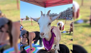 Goat Yoga, Back to School Bash: 5 Dallas-Fort Worth events to check out Aug. 7-9