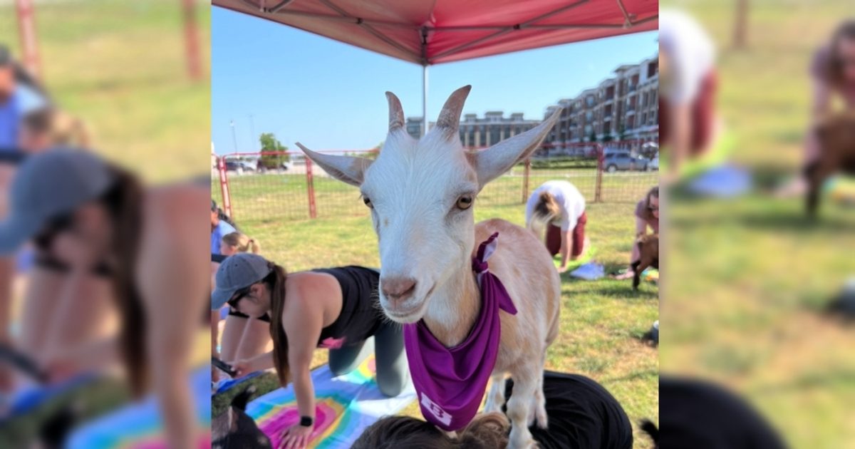 Goat Yoga, Back to School Bash: 5 Dallas-Fort Worth events to check out Aug. 7-9