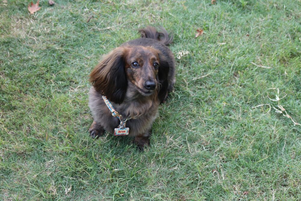 A long-haired dachshunds named Brue plays at McWilliams Dog Park in Hermann Park.