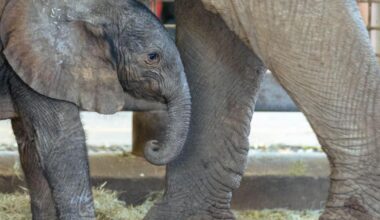 Dallas Zoo announces birth of baby African elephant