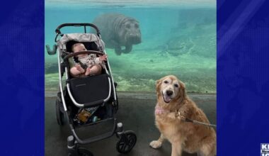 Limited tickets available for Dog Days at the Dallas Zoo