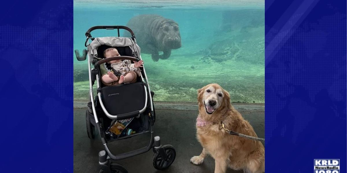 Limited tickets available for Dog Days at the Dallas Zoo