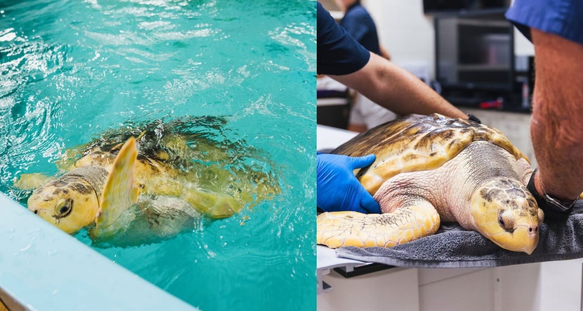 Endangered sea turtle travels 5,000 miles from Wales to Texas on journey home