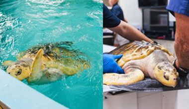 Endangered sea turtle travels 5,000 miles from Wales to Texas on journey home