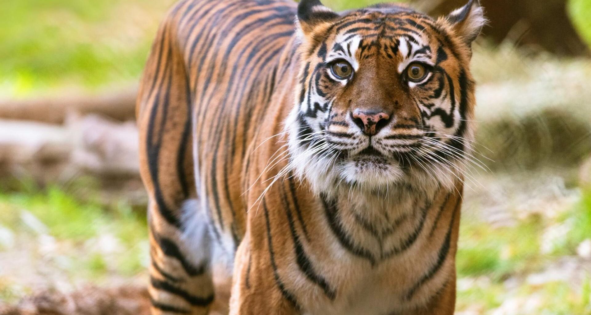 Dallas Zoo announces death of beloved Sumatran Tiger Melati