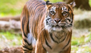 Dallas Zoo announces death of beloved Sumatran Tiger Melati
