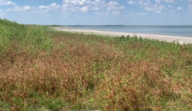 Corpus Christi set to return to stage 2 water restrictions as lake levels rise