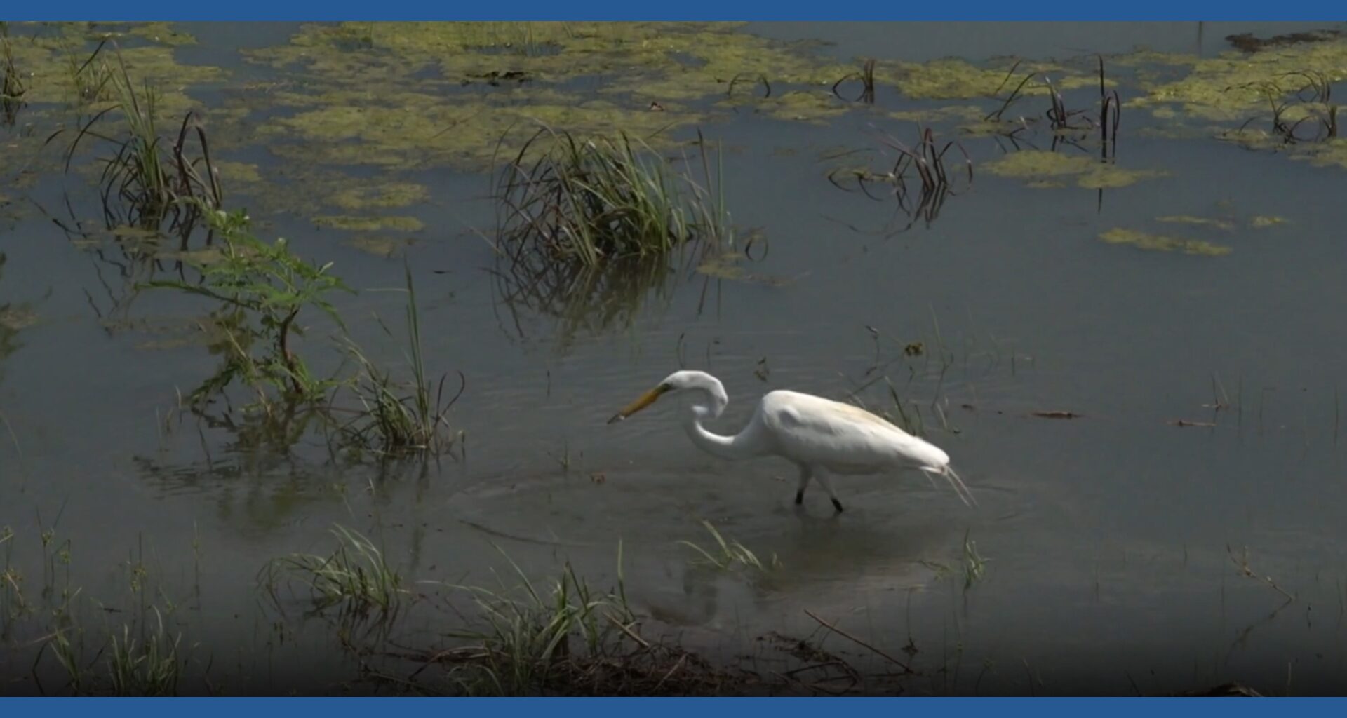 Lake Corpus Christi comes back to life with rising water levels
