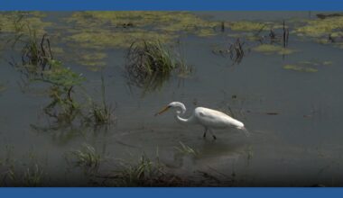 Lake Corpus Christi comes back to life with rising water levels