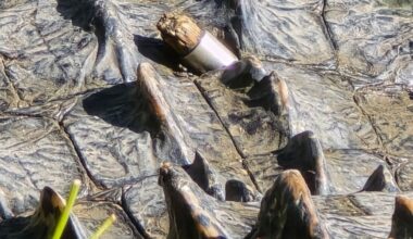 Who Shot Fort Worth’s Alligators? Up To $1,000 Reward Offered