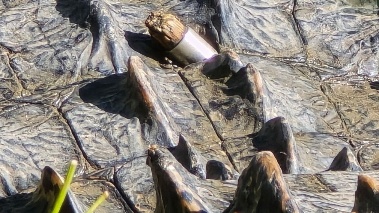 Who Shot Fort Worth’s Alligators? Up To $1,000 Reward Offered