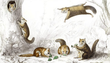 Flying squirrels in Dallas? These elusive critters were spotted in Vickery Place.