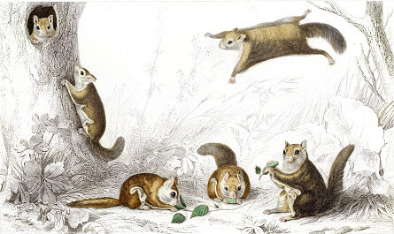 Flying squirrels in Dallas? These elusive critters were spotted in Vickery Place.