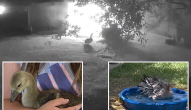 Heroic 4-month-old goose alerts Texas family to barn fire overnight
