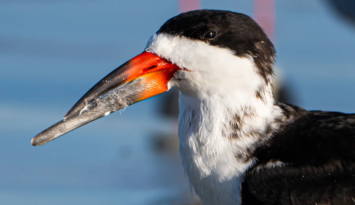 After 160 black skimmer chicks died in Texas, scientists found 2 undocumented parasite types