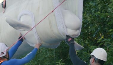 More rescued beluga whales arrive in Texas as relocation effort continues