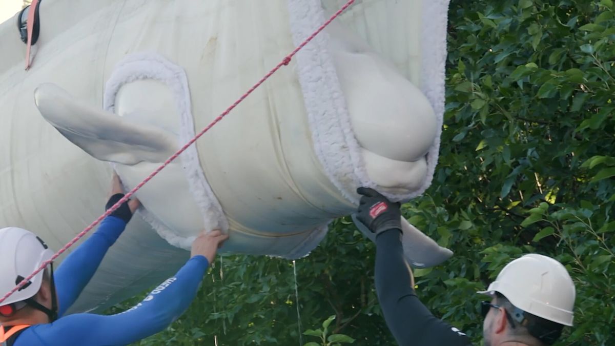 More rescued beluga whales arrive in Texas as relocation effort continues