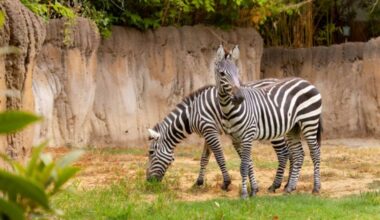 Zebras now can be seen in habitat at Fort Worth Zoo after 5-year absence
