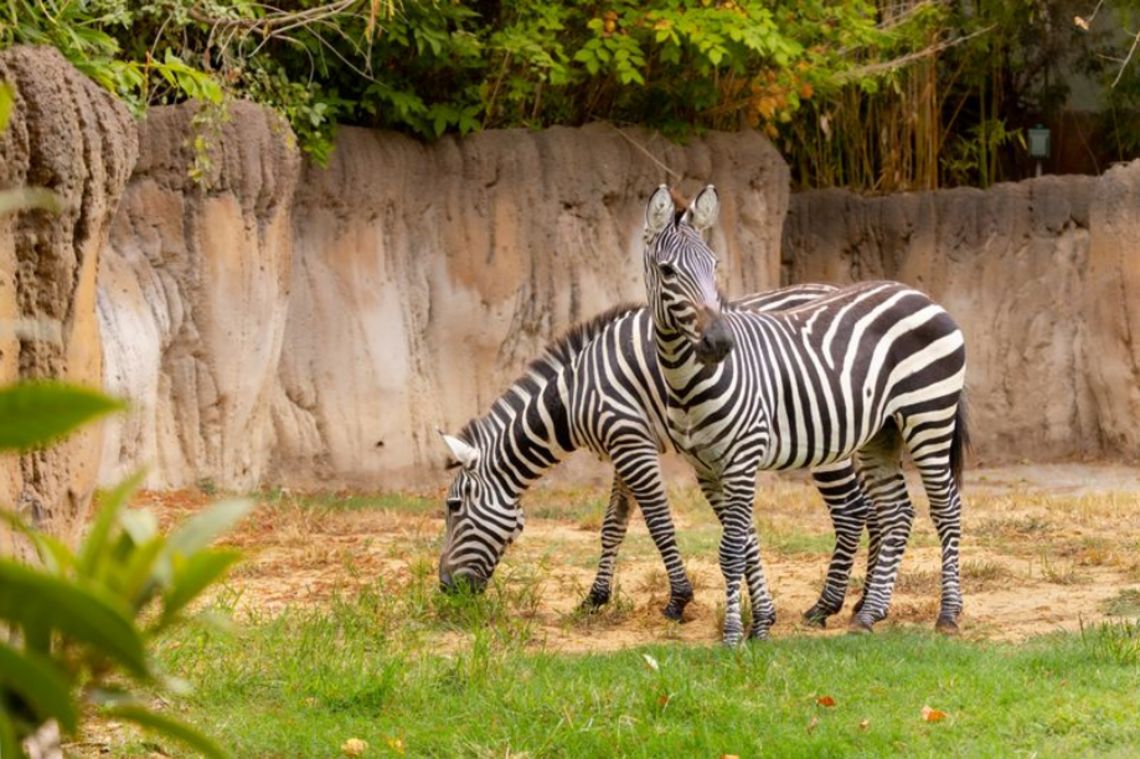Zebras now can be seen in habitat at Fort Worth Zoo after 5-year absence