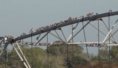Dove season returns Tuesday, bringing hunters and business to South Texas