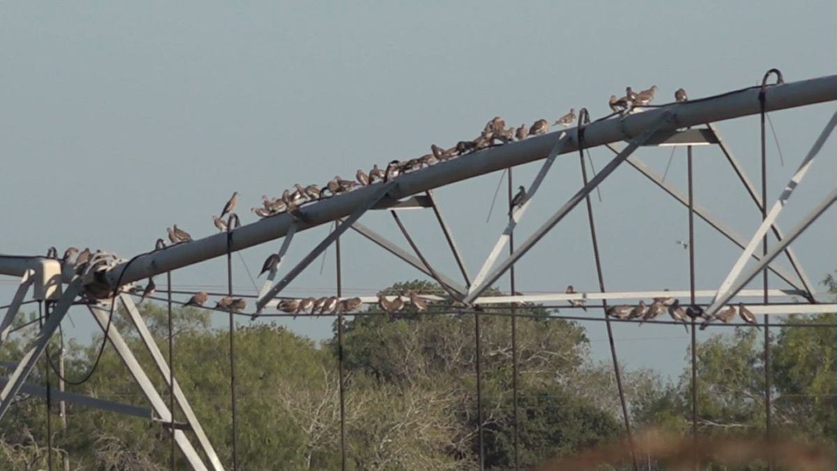 Dove season returns Tuesday, bringing hunters and business to South Texas