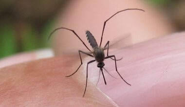West Nile in Texas: Positive mosquito trap found in Hays County