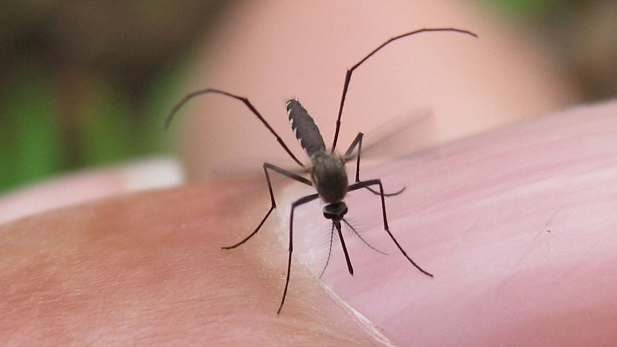 West Nile in Texas: Positive mosquito trap found in Hays County