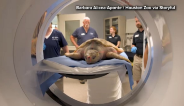 Houston Zoo treats endangered sea turtle rescued in Wales ahead of return to Gulf