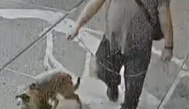 Police seek justice for abandoned pup in El Paso