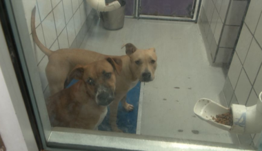 El Paso Animal Services sees rise in owner surrenders as shelter remains over capacity