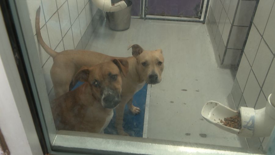 El Paso Animal Services sees rise in owner surrenders as shelter remains over capacity