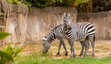 Fort Worth Zoo welcomes the return of zebras for the first time since 2021