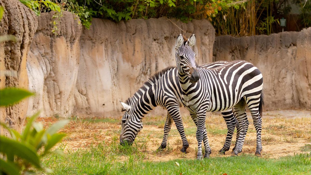 Fort Worth Zoo welcomes the return of zebras for the first time since 2021