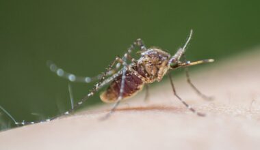 City of El Paso confirms first West Nile death of 2026. How to stay safe