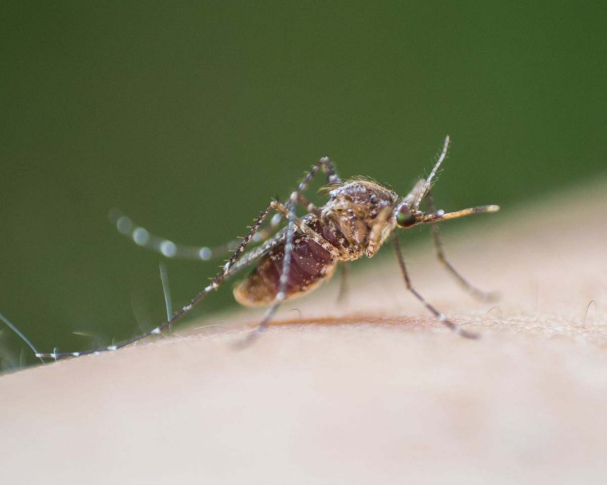 City of El Paso confirms first West Nile death of 2026. How to stay safe