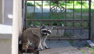 Texas wildlife rehabilitators wrangle feisty raccoon in tense neighborhood rescue