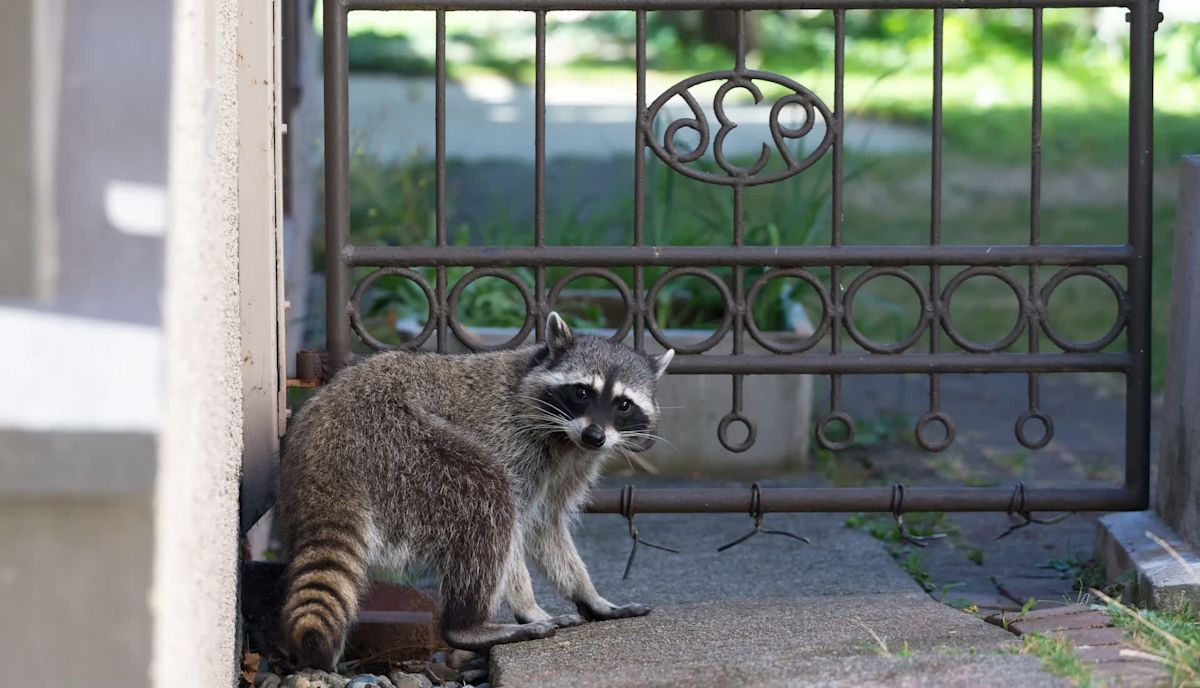 Texas wildlife rehabilitators wrangle feisty raccoon in tense neighborhood rescue