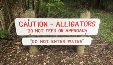 Texas opens criminal probe after family finds nearly 12-foot alligator shot in the head