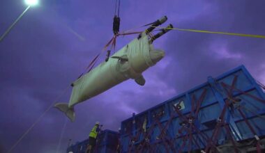 7 more rescued beluga whales reach Texas after 2,000-mile trip from shuttered Canadian park