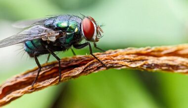 Texas shelter pet transports cut in half as flesh-eating fly restrictions spread