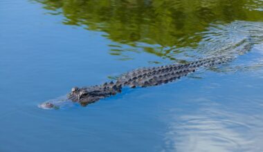 Texas officials hunt down poacher after 3 alligators are shot at protected refuge