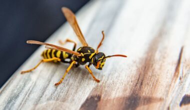 Strange bug ambushes wasp in Texas house, earning praise as the 'fighter jet' of insects