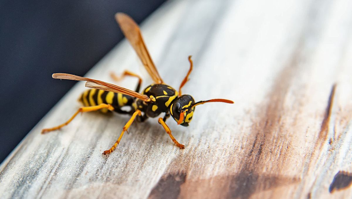 Strange bug ambushes wasp in Texas house, earning praise as the 'fighter jet' of insects